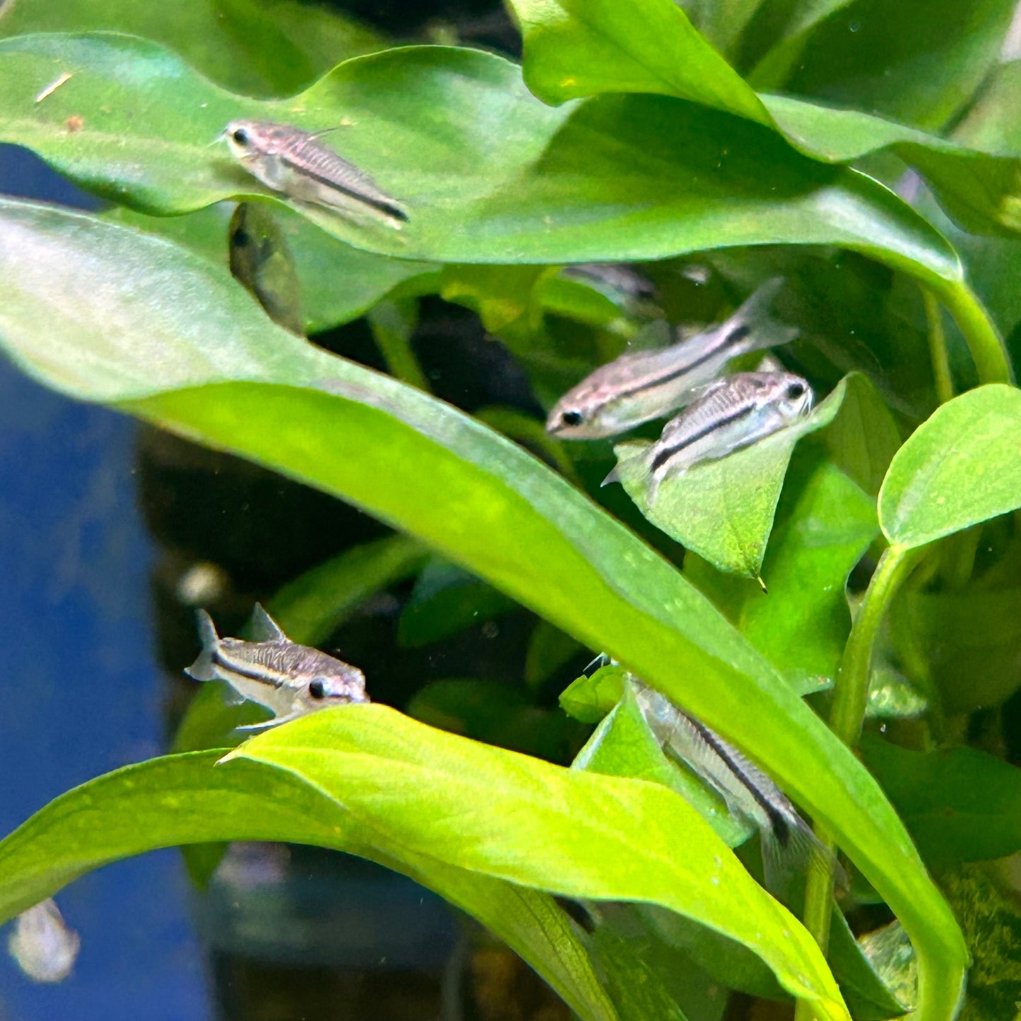 Corys Pack: 3 Adolfoi, 5 pygmy, 3 Simillis