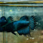 Crowntail Black Copper Neon - Female Betta JU56 Female betta