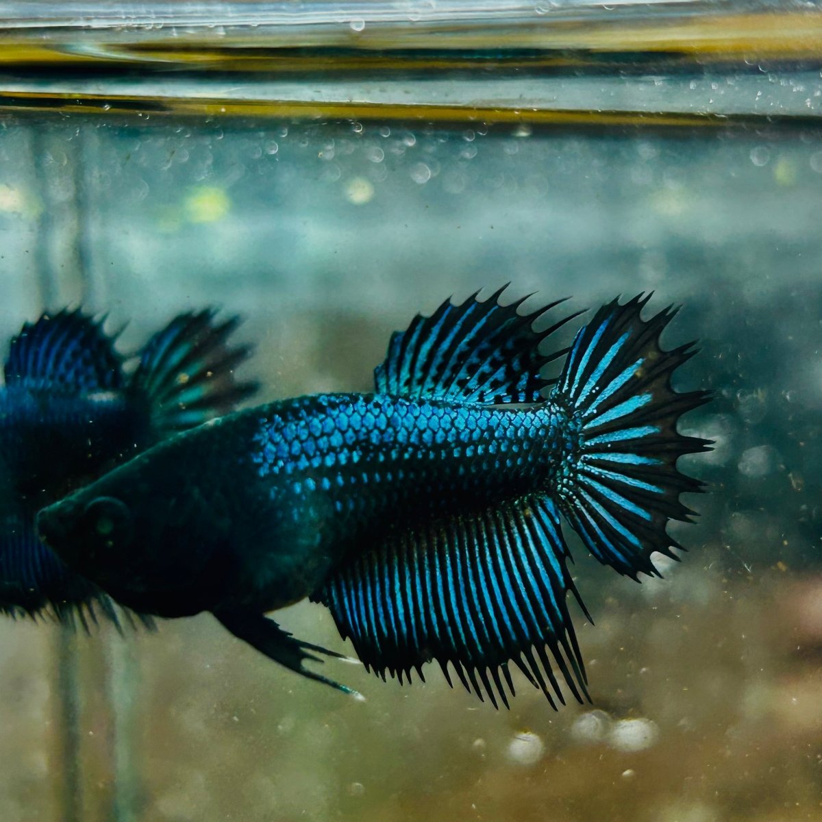 Crowntail Black Copper Neon - Female Betta #JU56