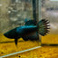 Crowntail Black Copper Neon - Female Betta JU56 Female betta