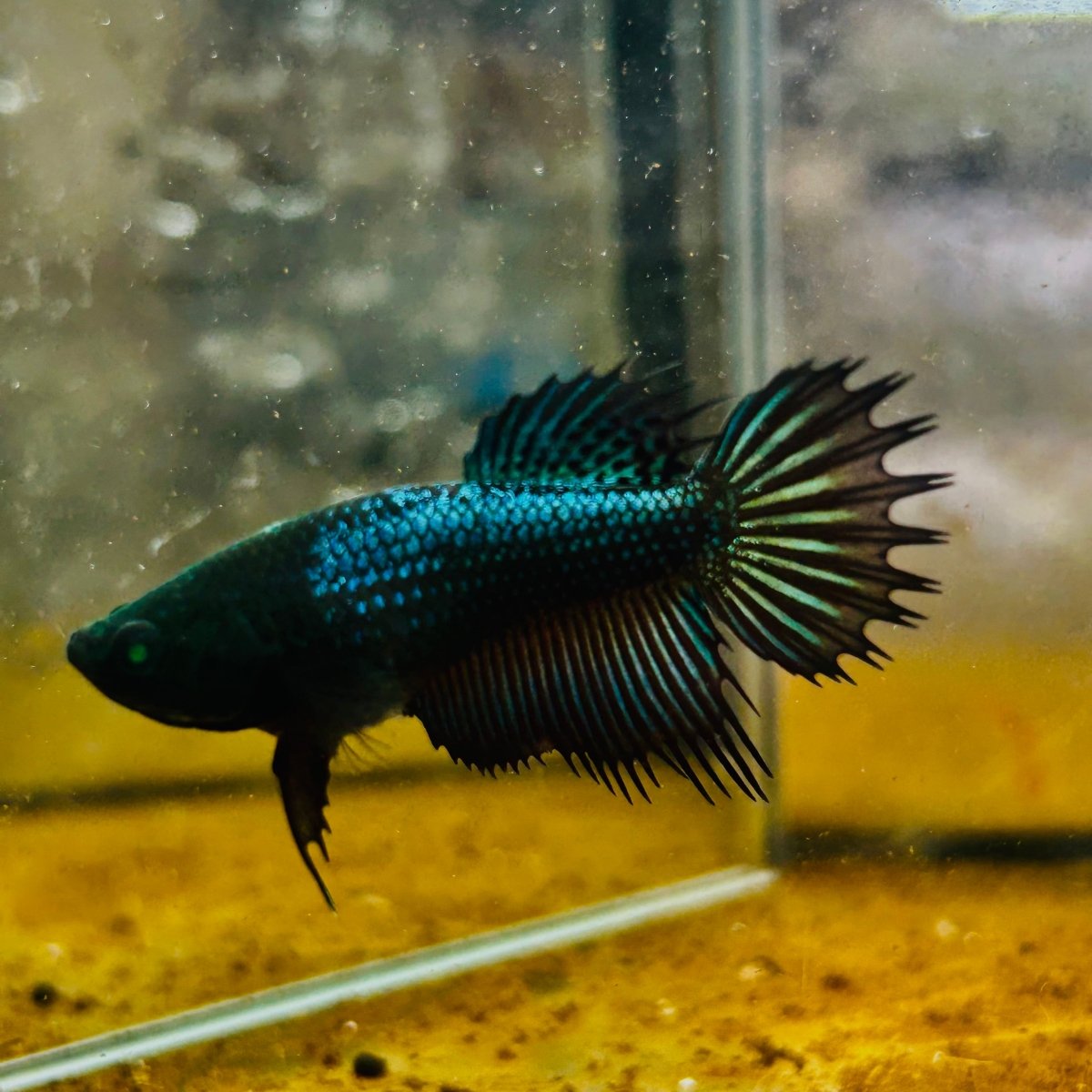 Crowntail Black Copper Neon - Female Betta #JU56