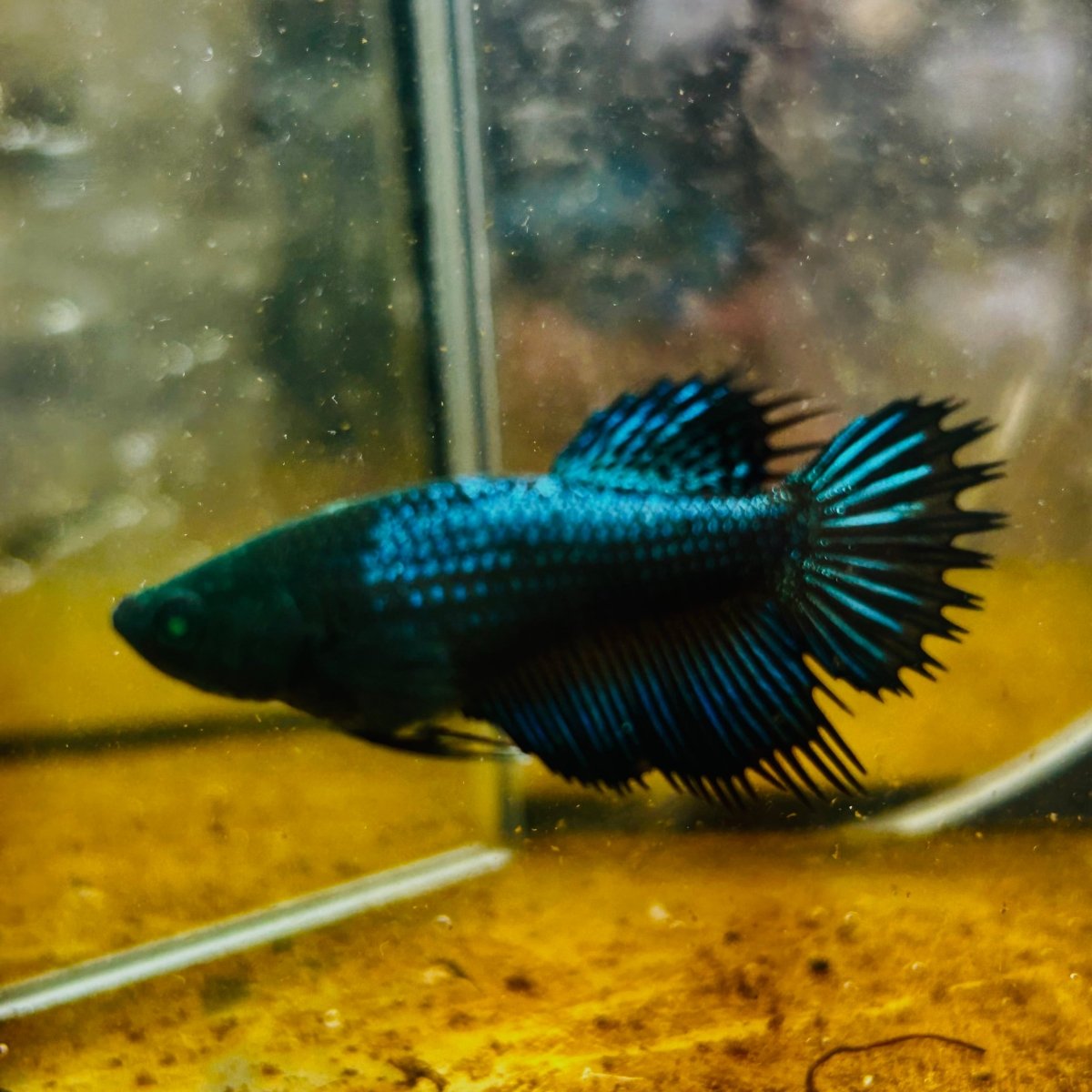 Crowntail Black Copper Neon - Female Betta #JU56