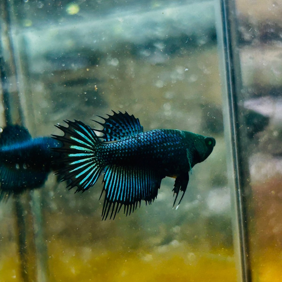 Crowntail Black Copper Neon - Female Betta #JU56