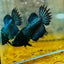 Crowntail Black Copper Neon - Female Betta JU56 Female betta