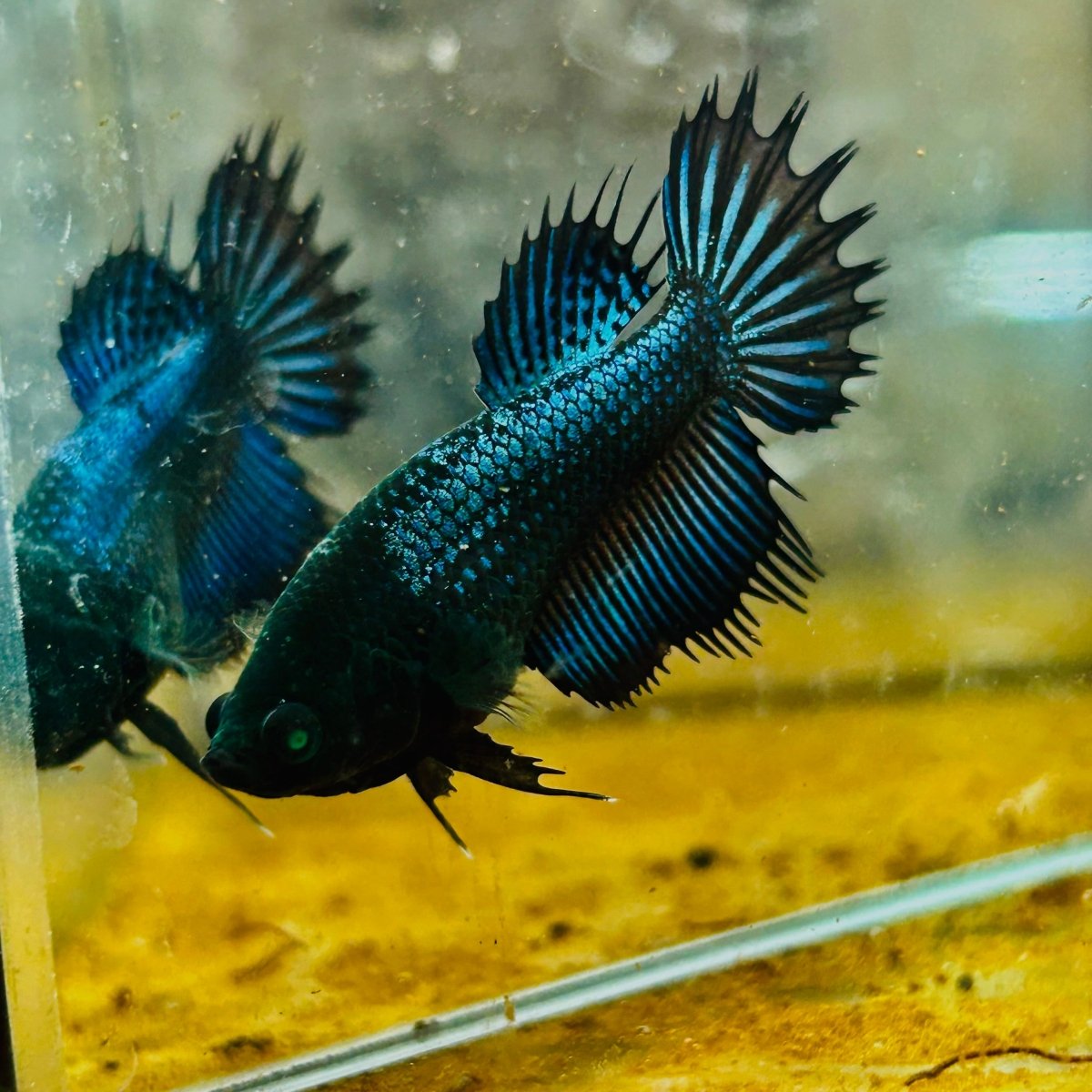 Crowntail Black Copper Neon - Female Betta #JU56