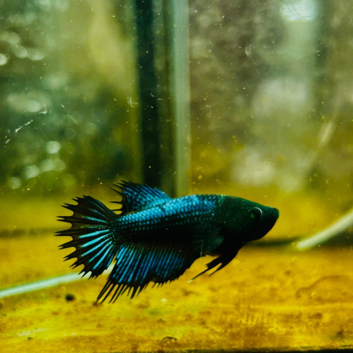 Crowntail Black Copper Neon - Female Betta #JU56
