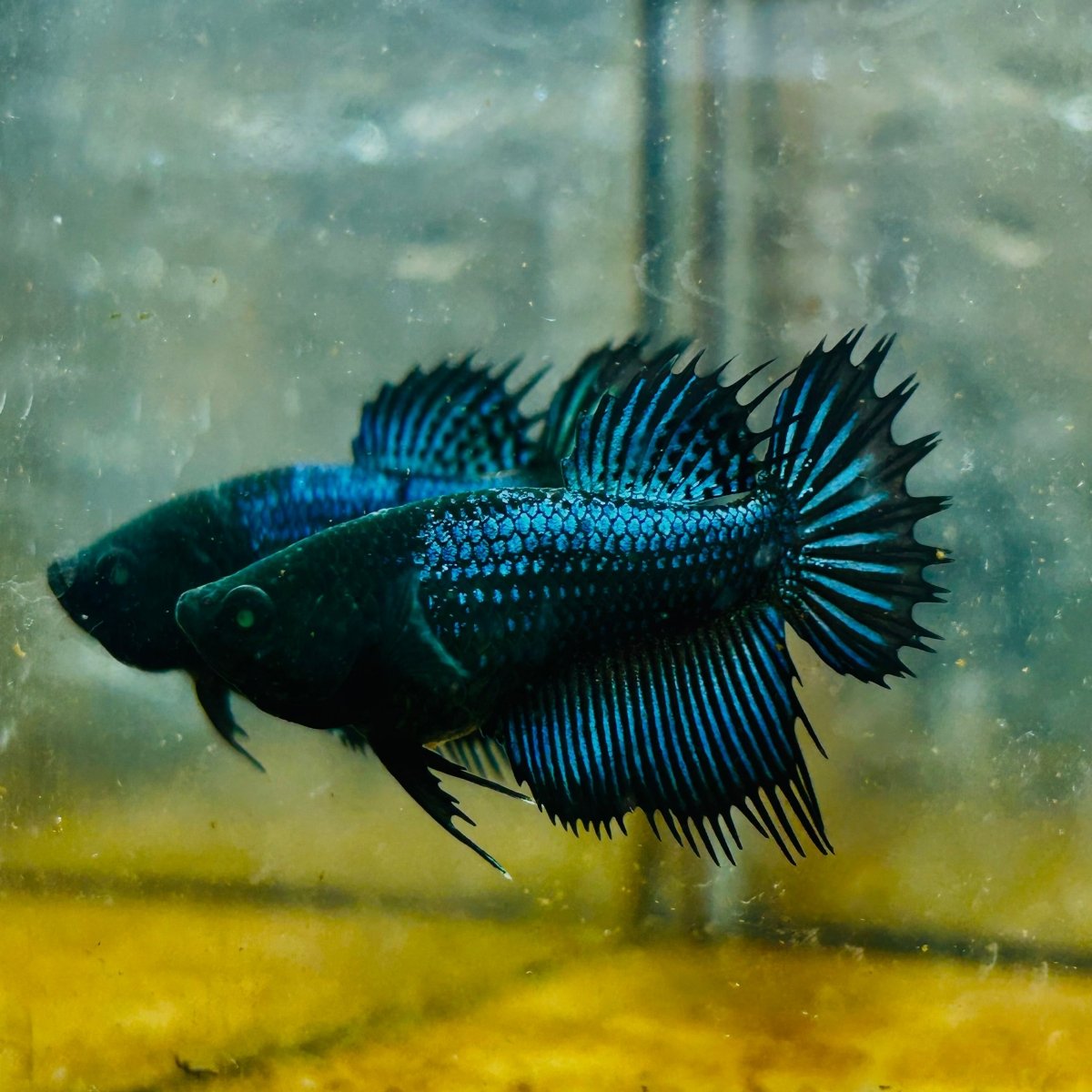 Crowntail Black Copper Neon - Female Betta #JU56