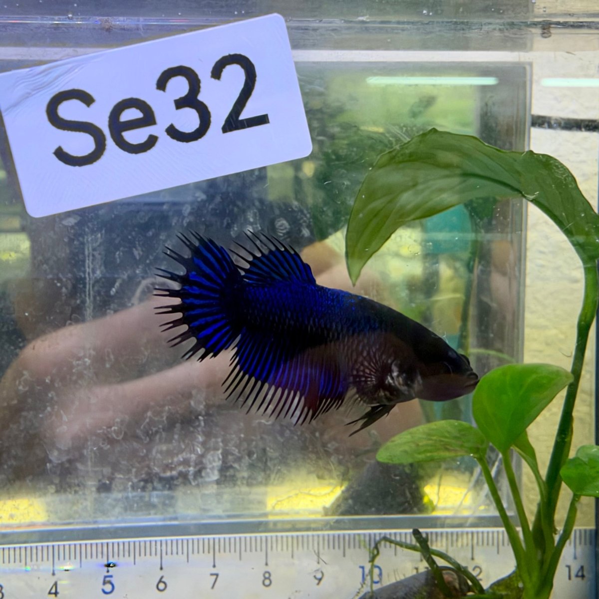 Crowntail Black Light- Female Betta #SE32