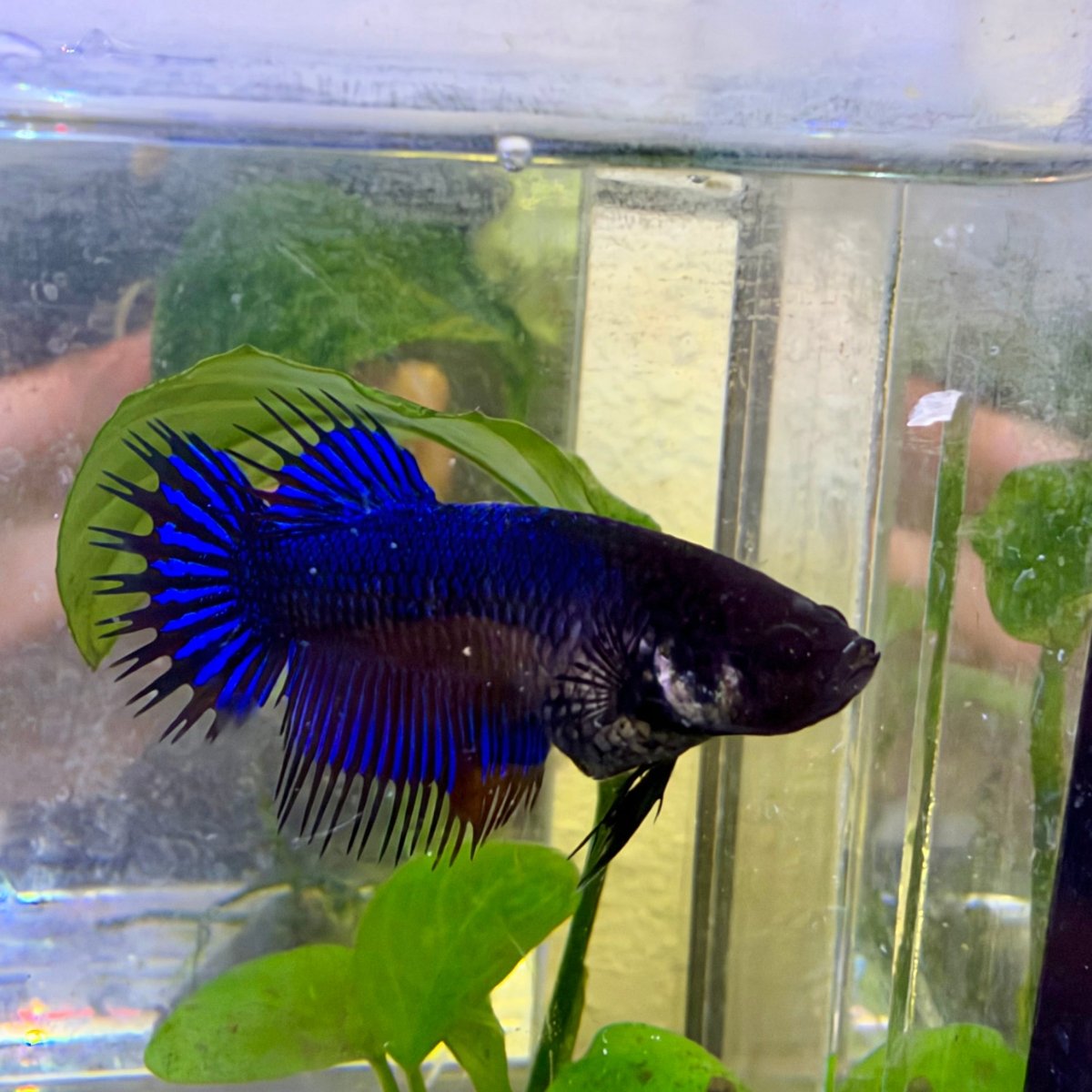 Crowntail Black Light- Female Betta #SE32