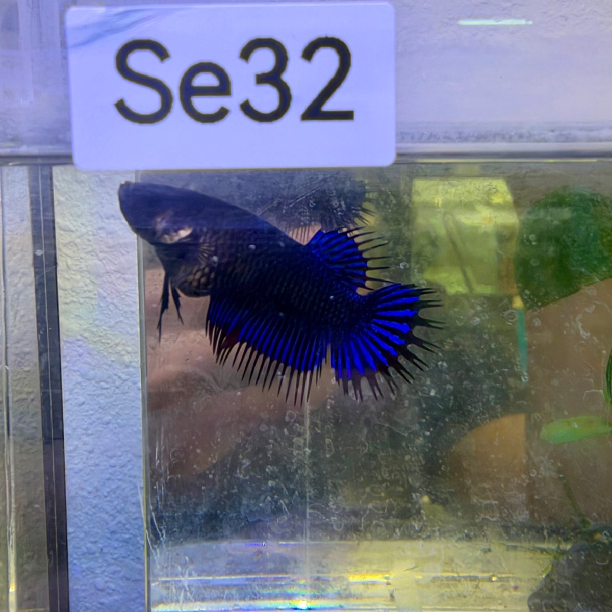 Crowntail Black Light- Female Betta #SE32