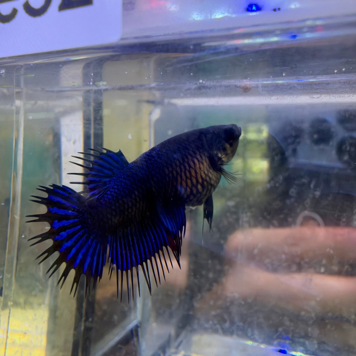 Crowntail Black Light- Female Betta #SE32
