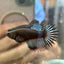 Crowntail Black Orchid - Betta Breeding Pair