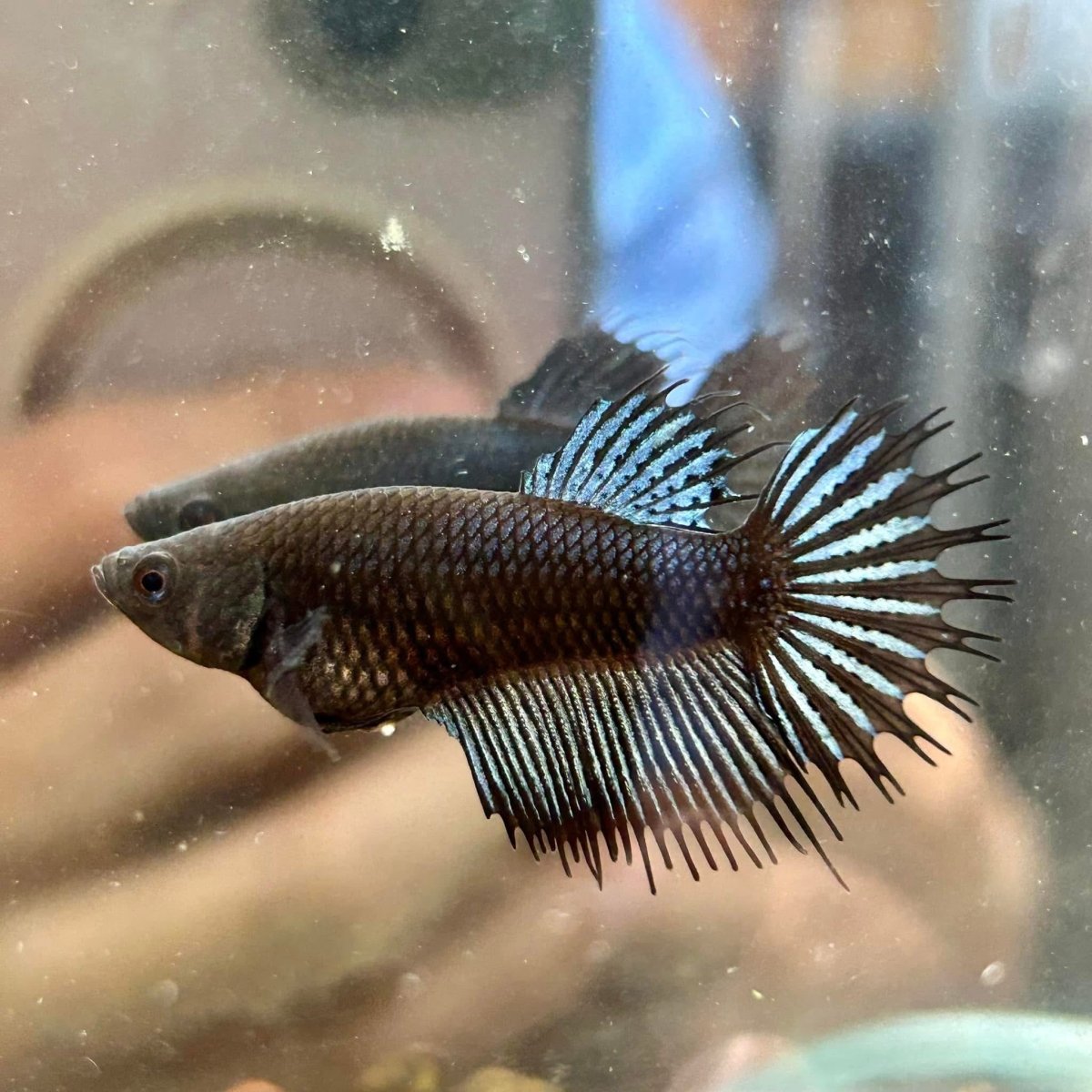 Crowntail Black Orchid - Betta Breeding Pair