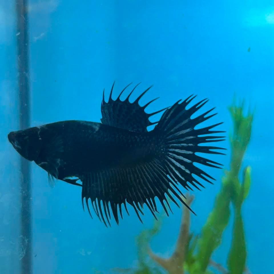 Crowntail Black Orchid - Betta Breeding Pair