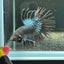 Crowntail Black Orchid - Betta Breeding Pair
