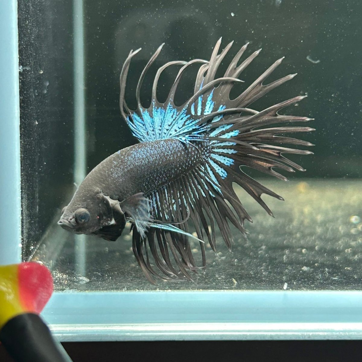 Crowntail Black Orchid - Betta Breeding Pair