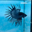 Crowntail Black Orchid - Betta Breeding Pair