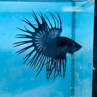 Crowntail Black Orchid - Betta Breeding Pair