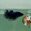 Crowntail Black Orchid Female Betta Ju25 Live Betta Fish Female betta