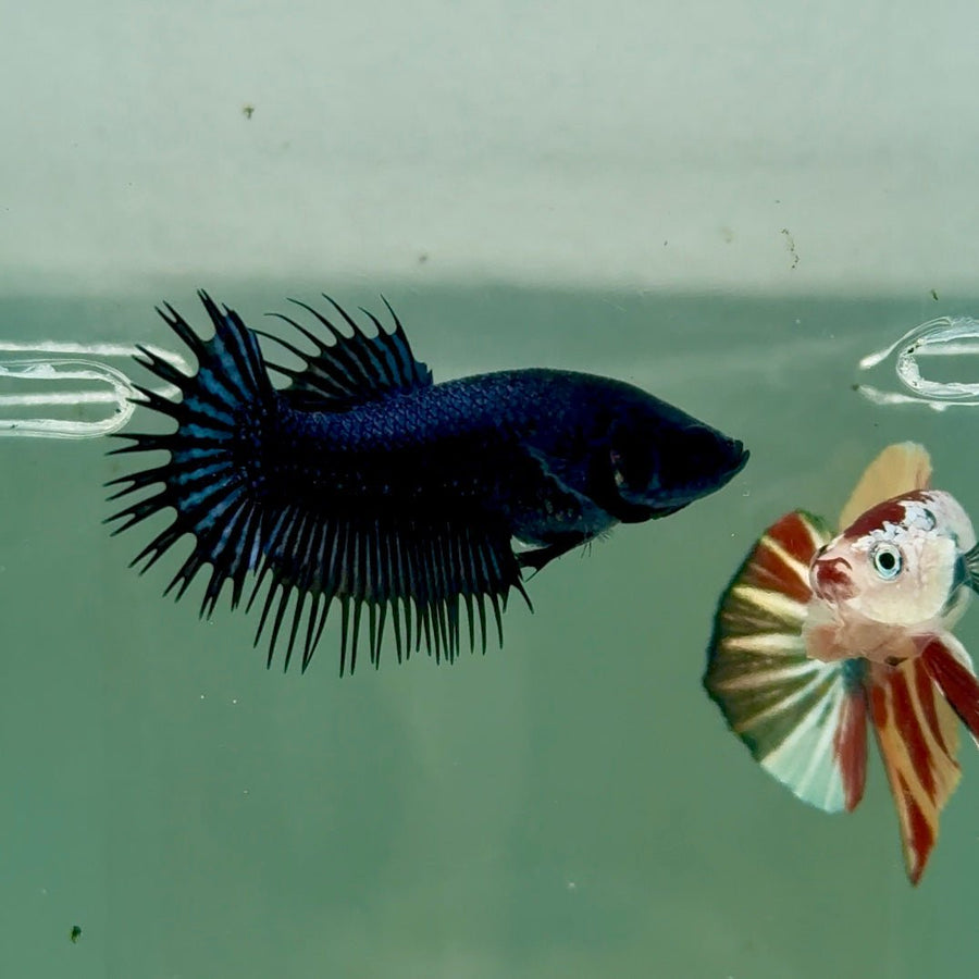 Crowntail Black Orchid Female Betta Ju25 Live Betta Fish Female betta