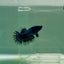 Crowntail Black Orchid Female Betta Ju25 Live Betta Fish Female betta