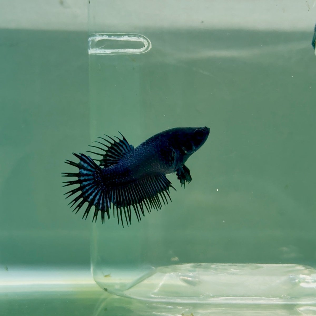 Crowntail Black Orchid Female Betta