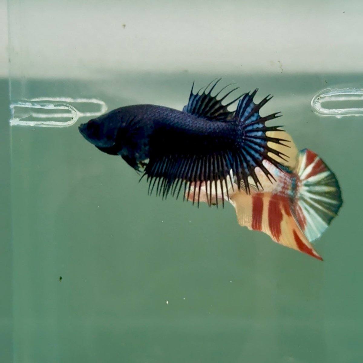 Crowntail Black Orchid Female Betta