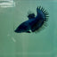 Crowntail Black Orchid Female Betta Ju25 Live Betta Fish Female betta