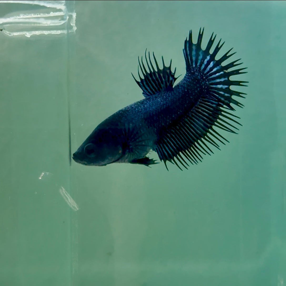 Crowntail Black Orchid Female Betta