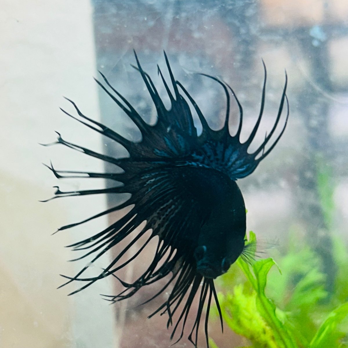 Crowntail Black Orchid King Male Betta 097