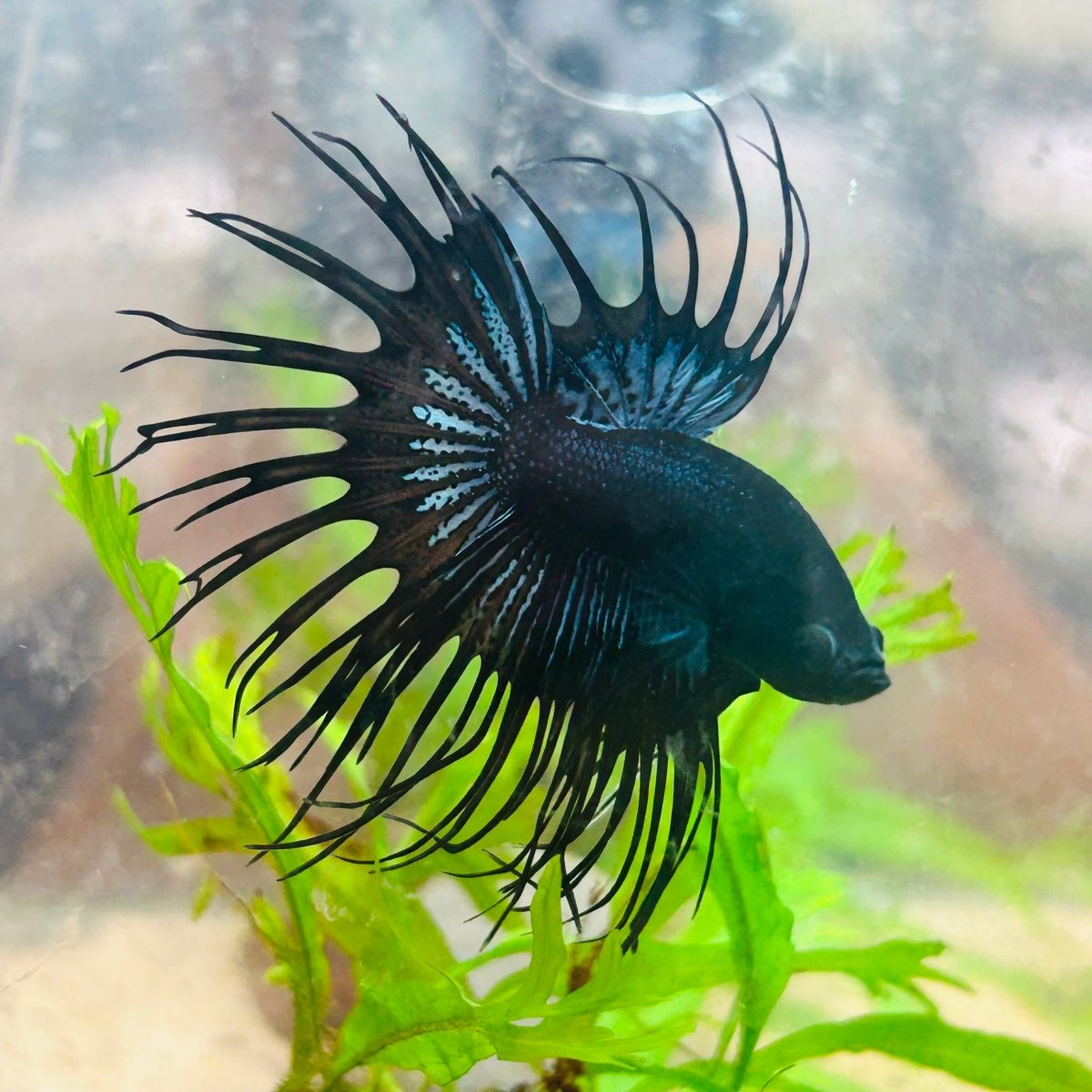 Crowntail Black Orchid King Male Betta 097
