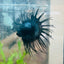 Crowntail Black Orchid King Male Betta 097