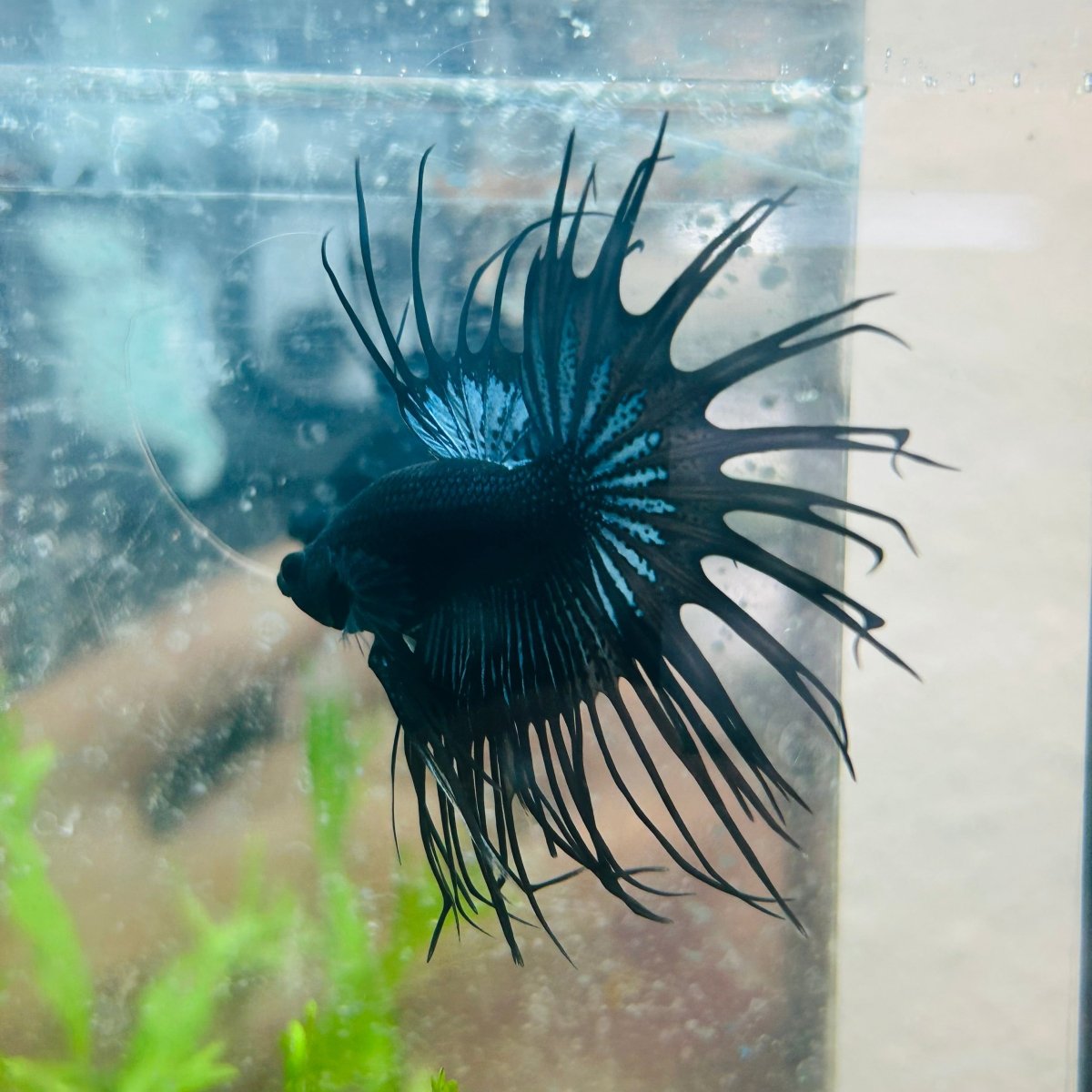 Crowntail Black Orchid King Male Betta 097