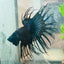 Crowntail Black Orchid King Male Betta 097