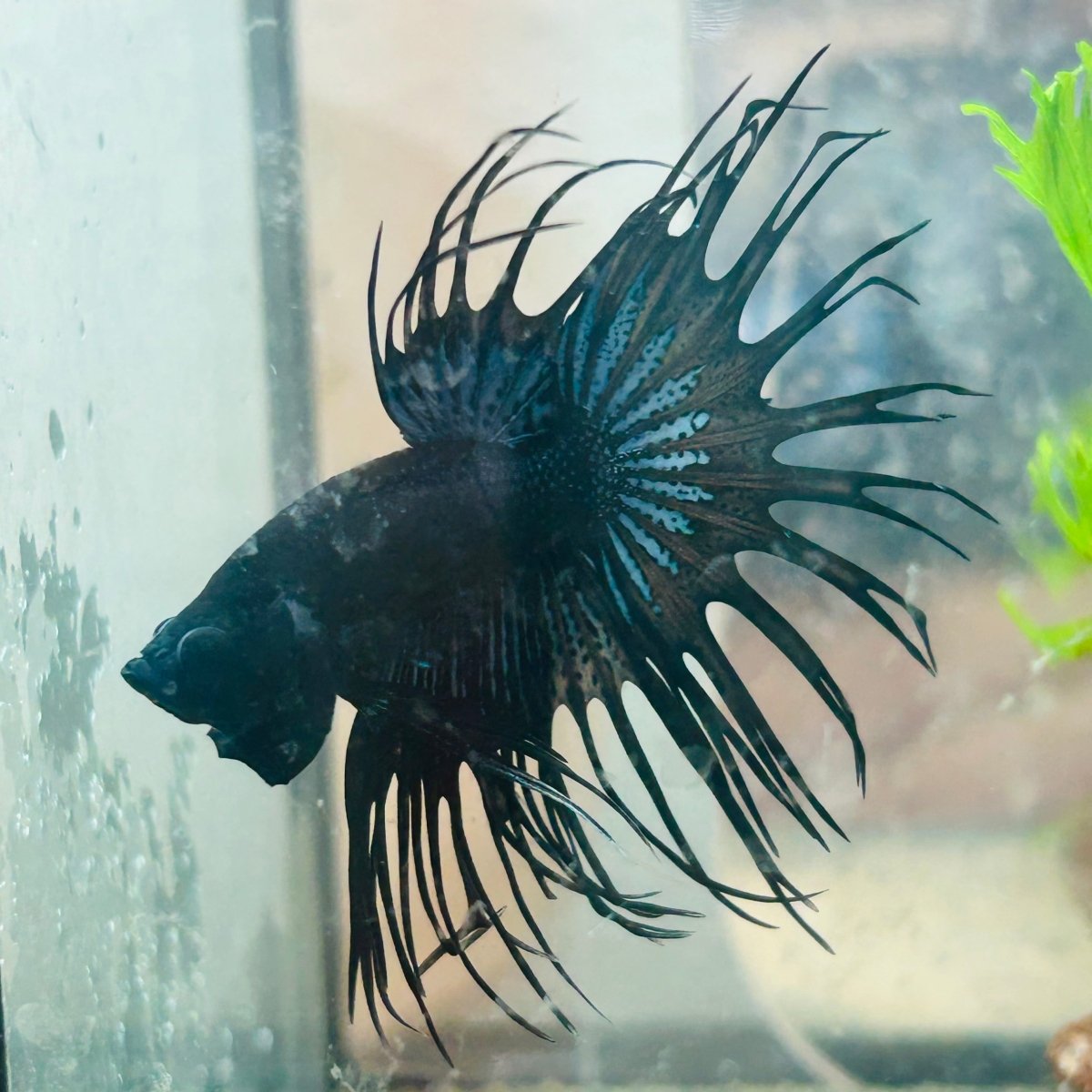 Crowntail Black Orchid King Male Betta 097