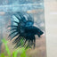 Crowntail Black Orchid King Male Betta 097