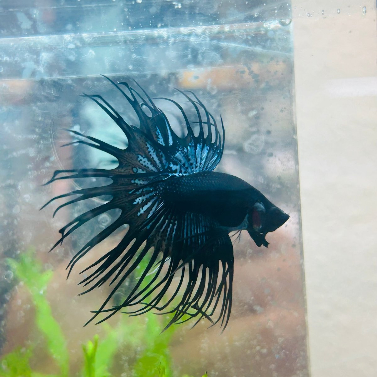 Crowntail Black Orchid King Male Betta 097