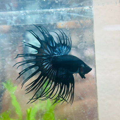 Crowntail Black Orchid King Male Betta 097