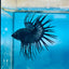 Crowntail Black Orchid King Male Betta 191