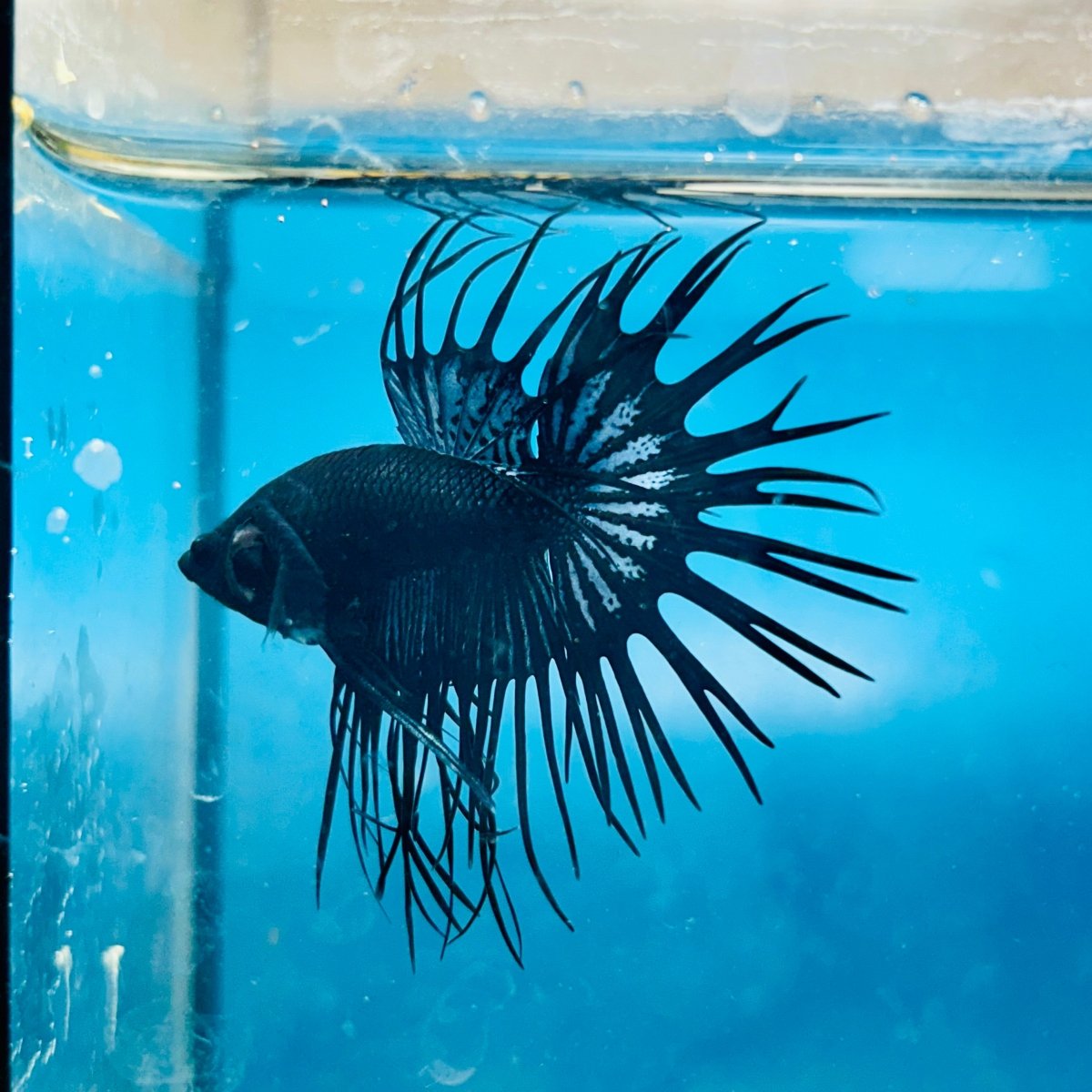 Crowntail Black Orchid King Male Betta 191