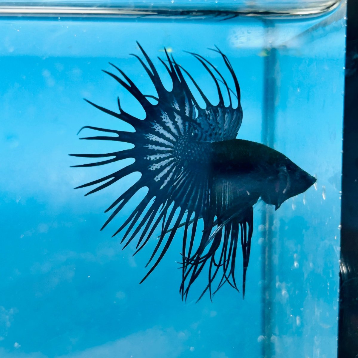 Crowntail Black Orchid King Male Betta 191