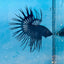 Crowntail Black Orchid King Male Betta 191