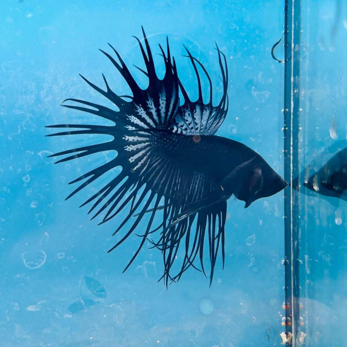 Crowntail Black Orchid King Male Betta 191