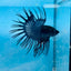 Crowntail Black Orchid King Male Betta 191