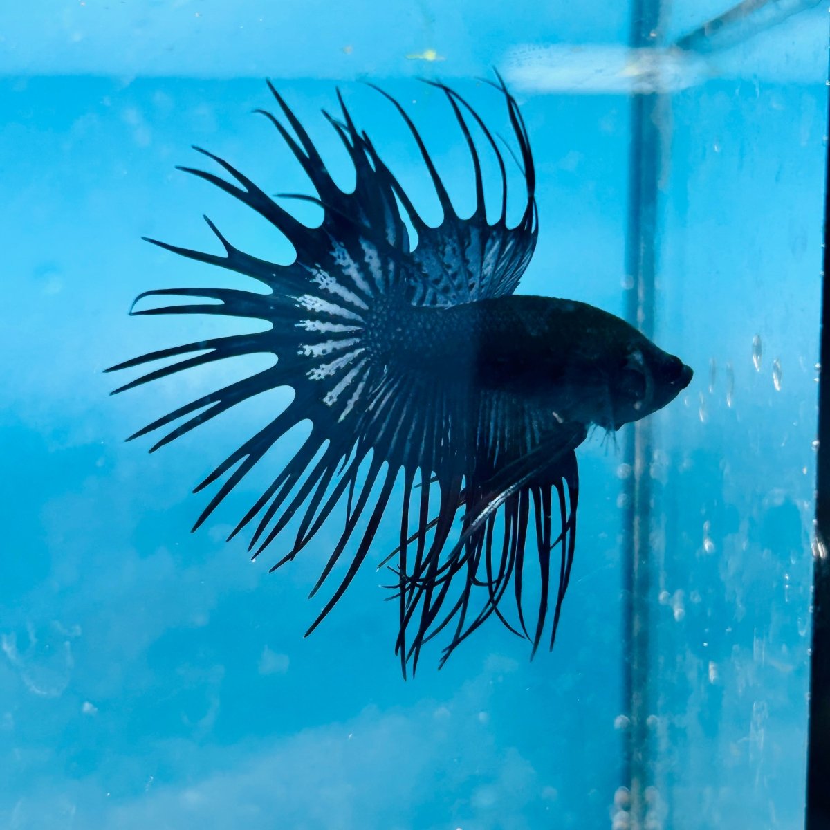 Crowntail Black Orchid King Male Betta 191