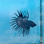 Crowntail Black Orchid King Male Betta 191