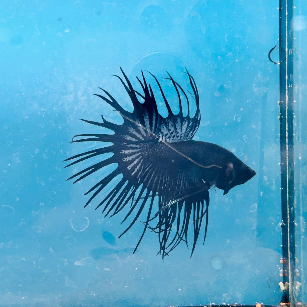 Crowntail Black Orchid King Male Betta 191