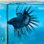 Crowntail Black Orchid King Male Betta 191