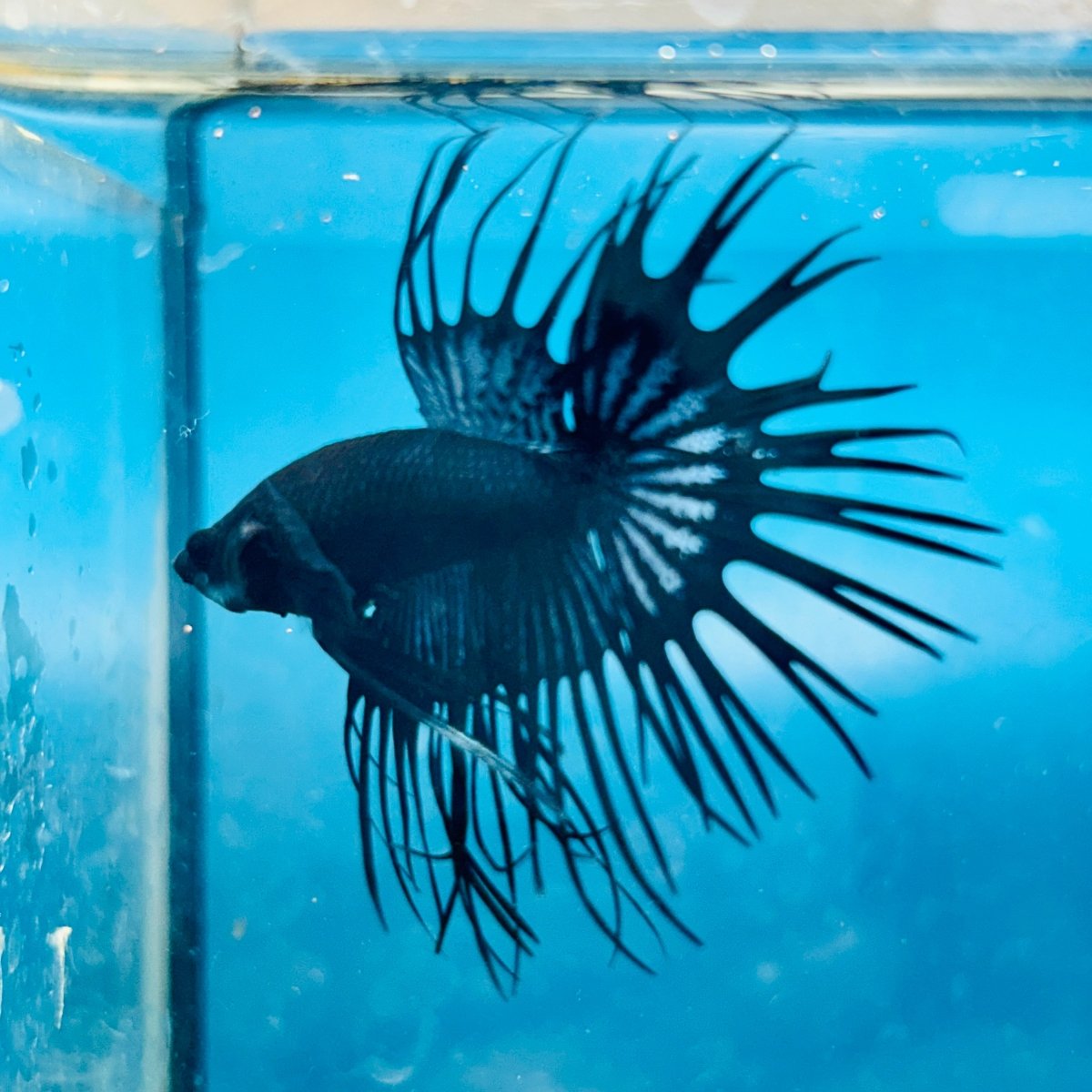 Crowntail Black Orchid King Male Betta 191