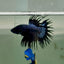 Crowntail Black Orchid Male Betta Ju24 Live Betta Fish Male betta